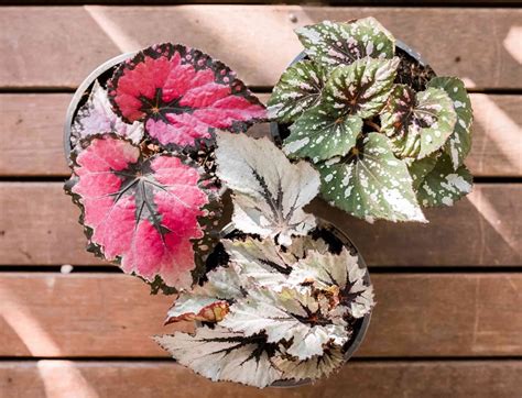 Begonya (NTE) ile Santorini (JTR) arasındaki direkt uçuşlar.